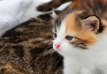 Portrait of a sad colored kitten close-up with a place for text. Adorable domestic kitty pets concept. The kitten looks away