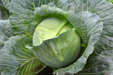 Cabbage grows in the garden.
