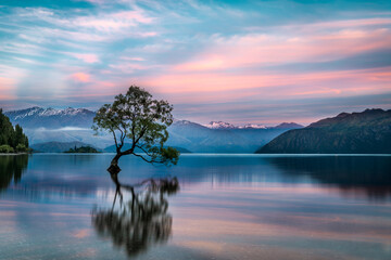 Lake Wanaka tree classic shot during a bright and vibrant pink and blue sunrise with foggy mountain background