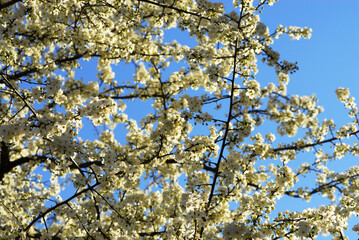 Spring flowers