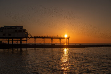 On a clear cloudless and cold evening in Aberystwyth, thousands of tiny starlings return at sunset from their daytime feeding grounds to roost overnight for safety and warmth.
