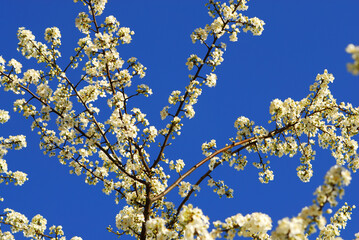 Spring flowers