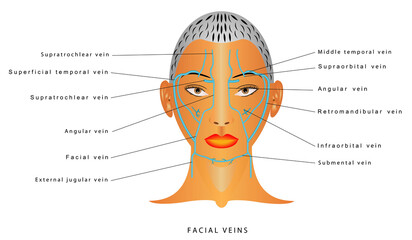 Facial veins. Venous Drainage of Face. Human facial veins.