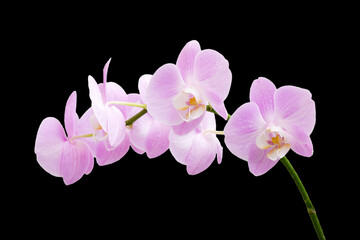 Fototapeta na wymiar Blooming branch of pink phalaenopsis orchid isolated on black background.