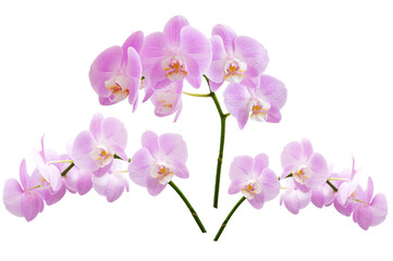 Naklejka na ściany i meble Beautiful blooming branches of pink phalaenopsis orchids isolated on a white background.