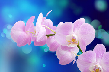 Blooming branch of pink orchid flower Phalaenopsis on a blue background. Bright trendy floral background. Selective focus.