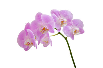 Fototapeta na wymiar Blooming branch of pink Phalaenopsis orchid isolated on white background.