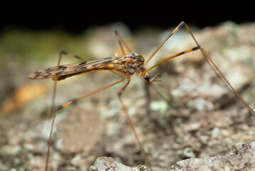 Crane fly, Metalimnobia on aspen wood, macro photo
