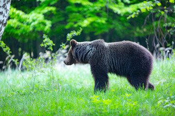 Fototapeta premium Dangerous young brown bear , ursus arctos , walks on mountain meadow. Wildlife scenery