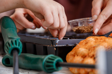 Hands Planting The Seeds Into The Dirt. Farmer planting seeds into fertile soil. Selective focus of coriander seed in the soil at the home garden. Environmental and plant farm concept.