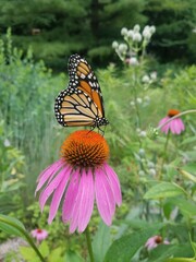 Monarch Butterfly in the Garden
