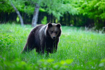 Dangerous young brown bear , ursus arctos , walks on mountain meadow. Wildlife scenery