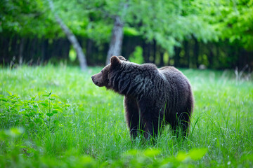 Obraz na płótnie Canvas Dangerous young brown bear , ursus arctos , walks on mountain meadow. Wildlife scenery
