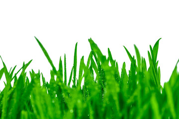 Green grass with dew drops, isolated on white background. Sprouted wet oats.