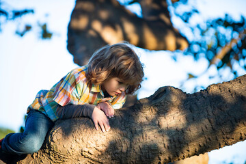 Kid boy climbing tree. Cute child sitting on the big tree on sunny day.