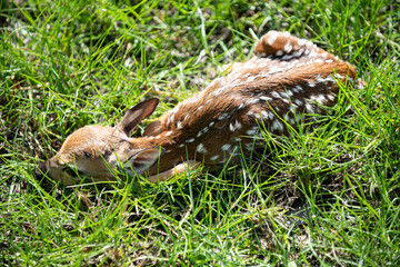 Nature Deer. Bambi Fawn. White-tailed young roe deer, capreolus.