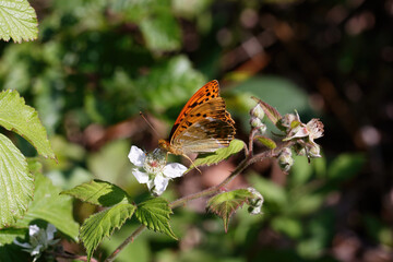 A Silver-washed Fritillary nectaring on Bramble flower.