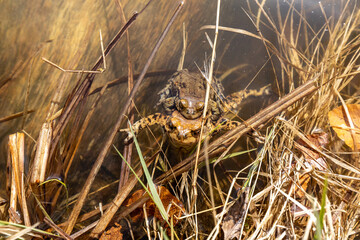 An old world toad carries her little baby on her back on the shore of a lake near Berlin
