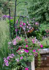 Fototapeta na wymiar Pink and white surfinia petunias in hanging baskets with Karl Foerster Feather reed grasses in the background in a summer cottage garden