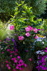 Beautiful pink mandevilla climbing up an obelisk surrounded by pink petunias backed up by  sunlit mexican feather grass .
