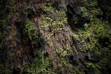 Closeup of Rotting Log