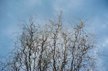 curly bare tree with curved branches against the blue spring sky. Corylus Avellana Contorta