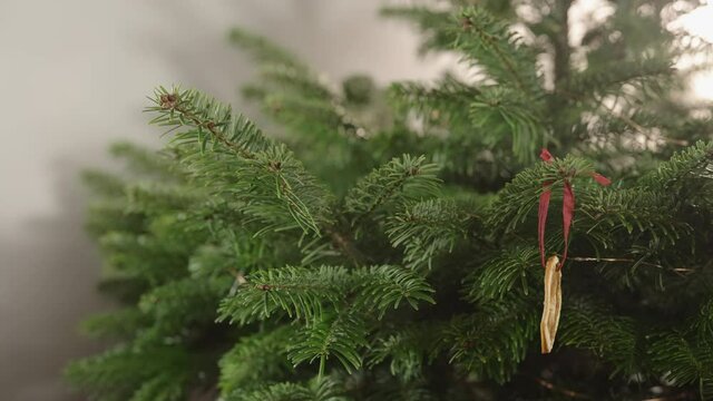 Slow motion man decorating green christmass tree dried oranges