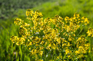 Obraz premium close up yellow green rapeseed flower