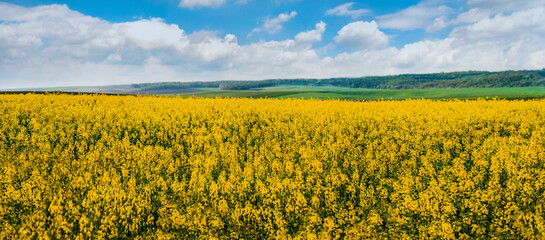 Obraz premium Agricultural field of flowering rapeseed in perspective and green fields on the horizon.