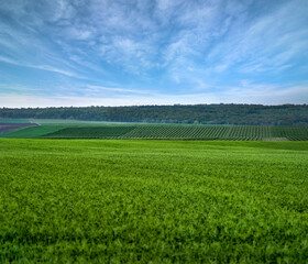 Fototapeta premium green field and blue sky
