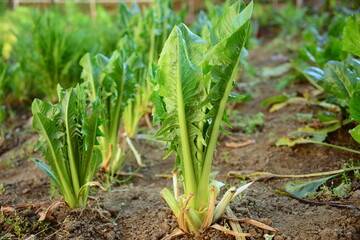 Cultivation of chicory in the vegetable garden
