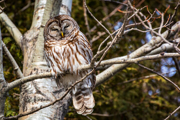 A Barred Owl perching in a tree