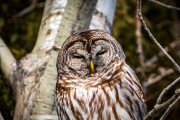 A Barred Owl perching in a tree