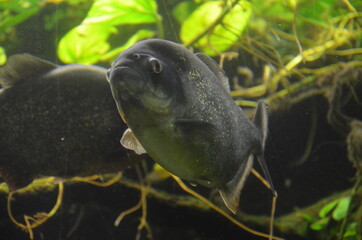 Tropical fish in aquarium, Frankfurt am Main (Germany)