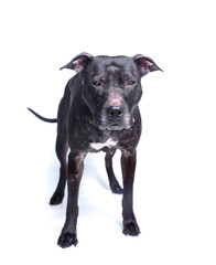cute shelter dog portrait on a white isolated background