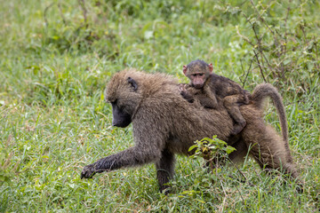 Anubis baboon carries her baby on her back, the baby looks fearful but tightly held on her mother's...
