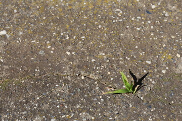 Growing