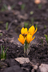 A bee collects nectar from yellow flowering crocuses. One of the first spring flowers. Background