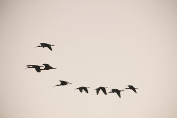 Aves volando