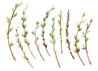 Spring willow branches set. Hand drawn watercolor illustration. Isolated on white background