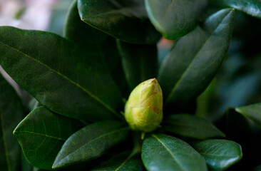 Rhododendron blooming flowers in the spring garden. Beautiful pink Rhododendron close up