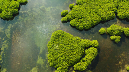 Aerial view green ecology mangrove nature tropical rainforest to the bay of sea. Mangrove landscape. Siargao,Philippines.