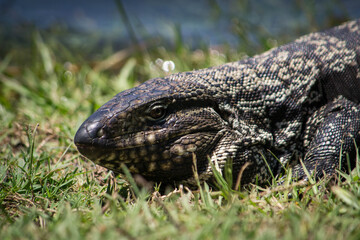Iguana
