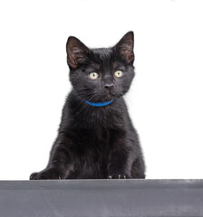 cute shelter kitten portrait on a white isolated background