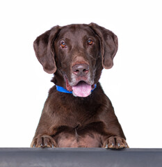 cute shelter dog portrait on a white isolated background