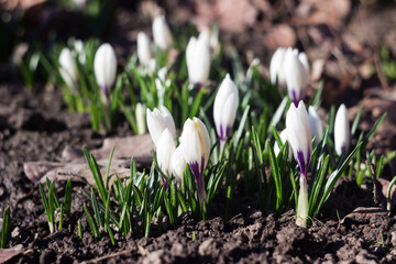 Many white crocuses bloom in the garden on a sunny day. One of the first spring flowers. Background