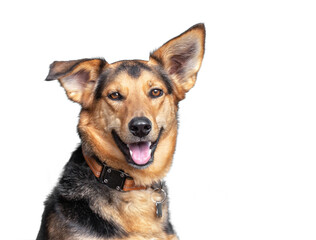 cute shelter dog portrait on a white isolated background