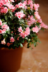 Beautiful Japanese pink Azalea flowers cut into a dense shrubbery. Full in bloom in may, springtime. Background full of flowers.