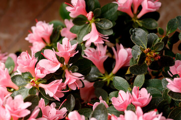 Beautiful Japanese pink Azalea flowers cut into a dense shrubbery. Full in bloom in may, springtime. Background full of flowers.