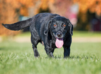 cute dog portrait on an outdoor background